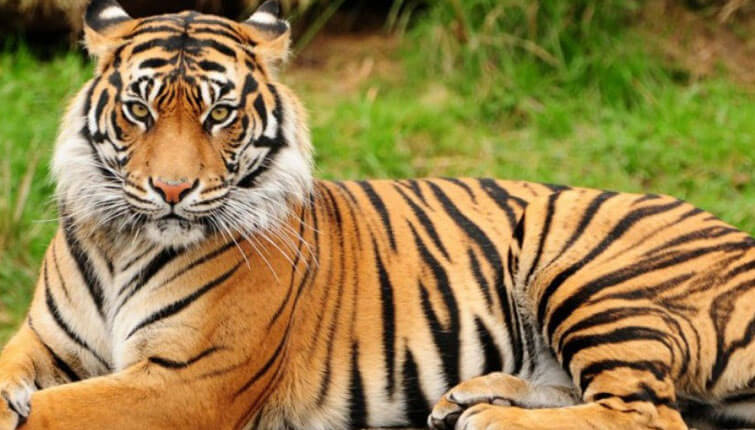 Only 100 tigers left in Bangladesh's famed Sundarbans forest