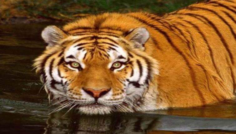 15 Interesting Facts About Tigers