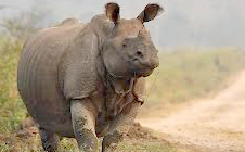 tiger-rhino-tour